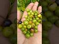 Ziziphus Oenoplia 90s Kid Favorites Surapalam Spicy Tasty ️
