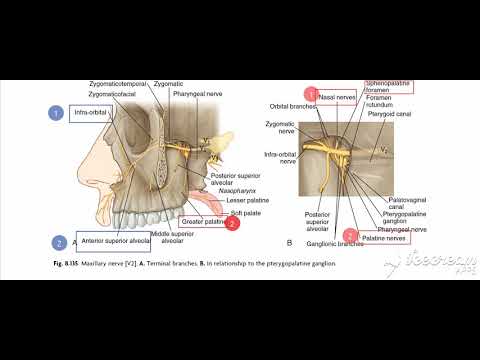 Nasal nerve supply 3
