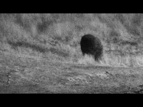 Djuma: Hippo - 20:17 - 07/26/18