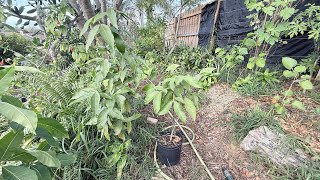 Yes you can grow SPANISH LIME aka QUINIP, QUINEPA in Central Fl !!
