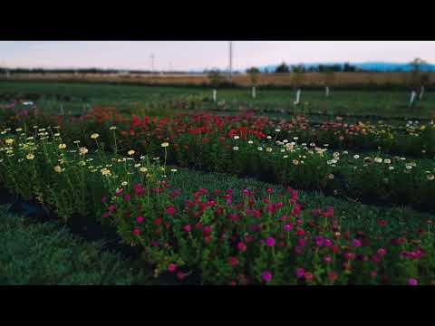 Cinematic shot video 1 preview