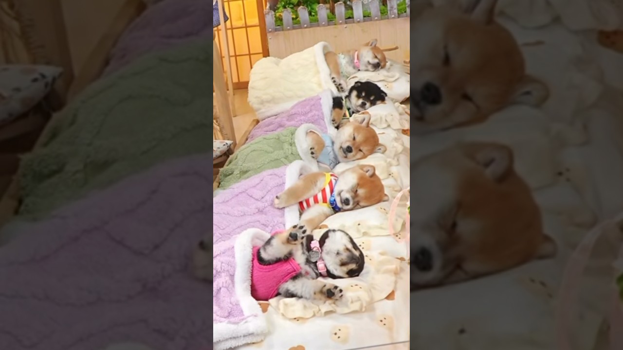 みんなで順番にのびのびタイム。Stretch time… one after another 🐶💤 #柴犬 #柴プー #shibainu