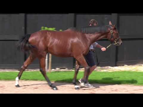 2020 Deauville Select Sale - Lot 295 c.WOOTTON BASSETT x AKASTI