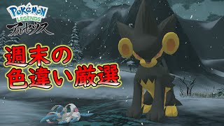 【レジェンズ アルセウス】今週も週末の色違いオヤブン厳選まったりと【ゲーム実況】