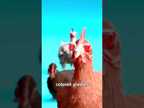 Why Farmers Put Glasses On Chickens 🤔