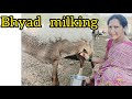 Bhyad Milking
