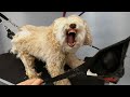 The First Groom That Has Ever Brought Me To Tears Veterinarian Referral