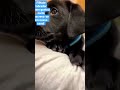Filhote Carinhoso Husky Cao Amor Cachorrinho Gatinha Americana 4viral Labrador Short