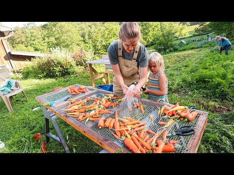 download lagu mp3 mp4 How Many Carrots In A Pound, download lagu How Many Carrots In A Pound gratis, unduh video klip How Many Carrots In A Pound