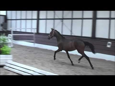 PAV DAKOTA 1j. v. Nemax - FS Don't Worry ONLINE-AUKTION