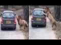 Lions Attack Safari Vehicle Bannerghatta Biological Park