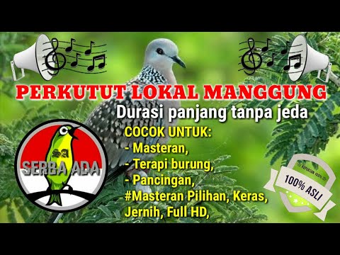 download lagu mp3 mp4 Masteran Perkutut Lokal, download lagu Masteran Perkutut Lokal gratis, unduh video klip Masteran Perkutut Lokal