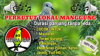 Download lagu Perkutut Lokal Manggung Untuk Pancingan Terapi Bur... mp3