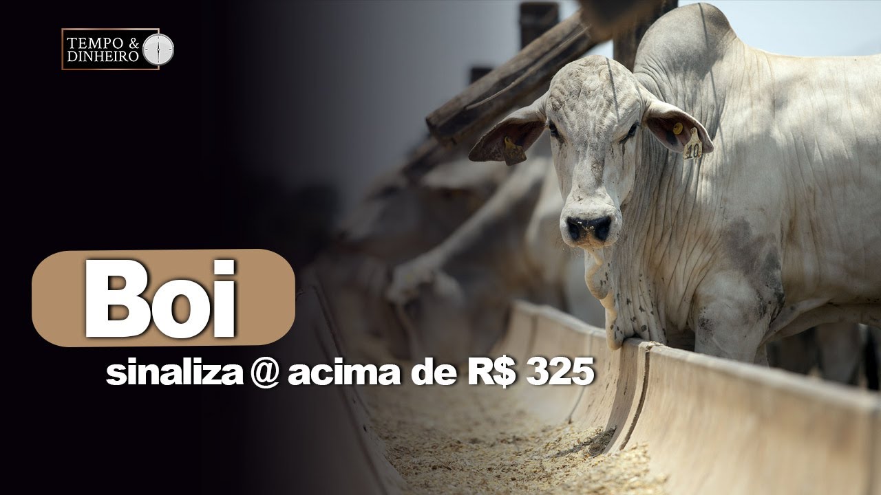 Boi gordo sinaliza arroba acima de R$ 325 na B3 e mercado físico preços mais mais altos.