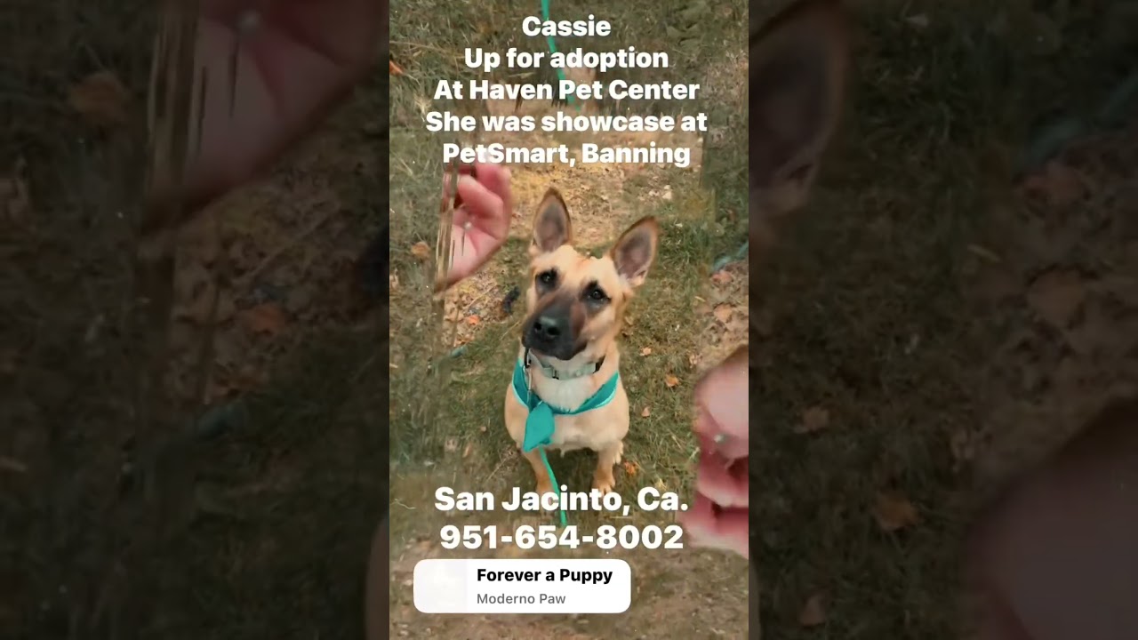 Cassie, a Adoptable mixed breed in San Jacinto, CA video 6/6