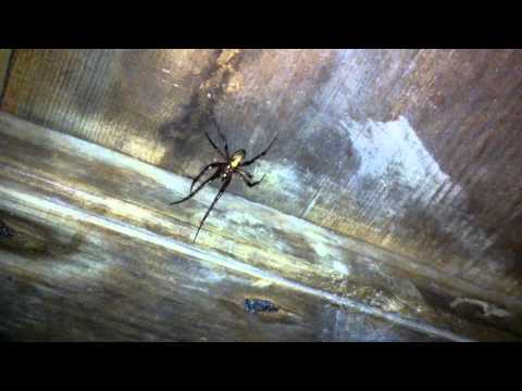 SPIDERS! SPIDERS EVERYWHERE!