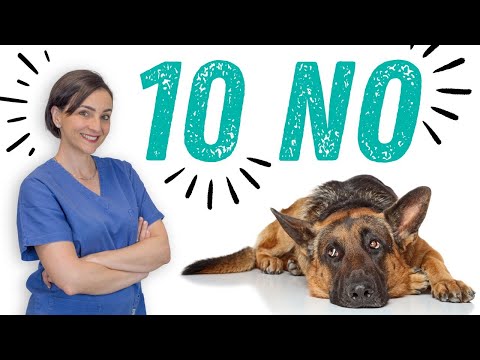 10 motivi per non prendere un cane!