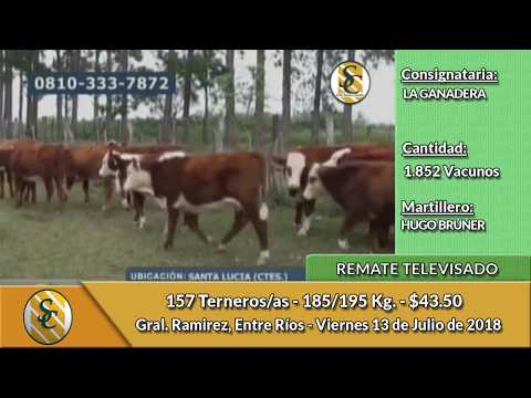 13-7-18 - Remate Televisado de LA GANADERA -Gral. Ramirez