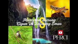 Download lagu Masteran Sogon/Pleci (Cigun vs Belalang Emas) mp3