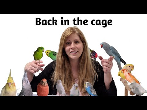 YouTube video about: How to get birds back in their cage?