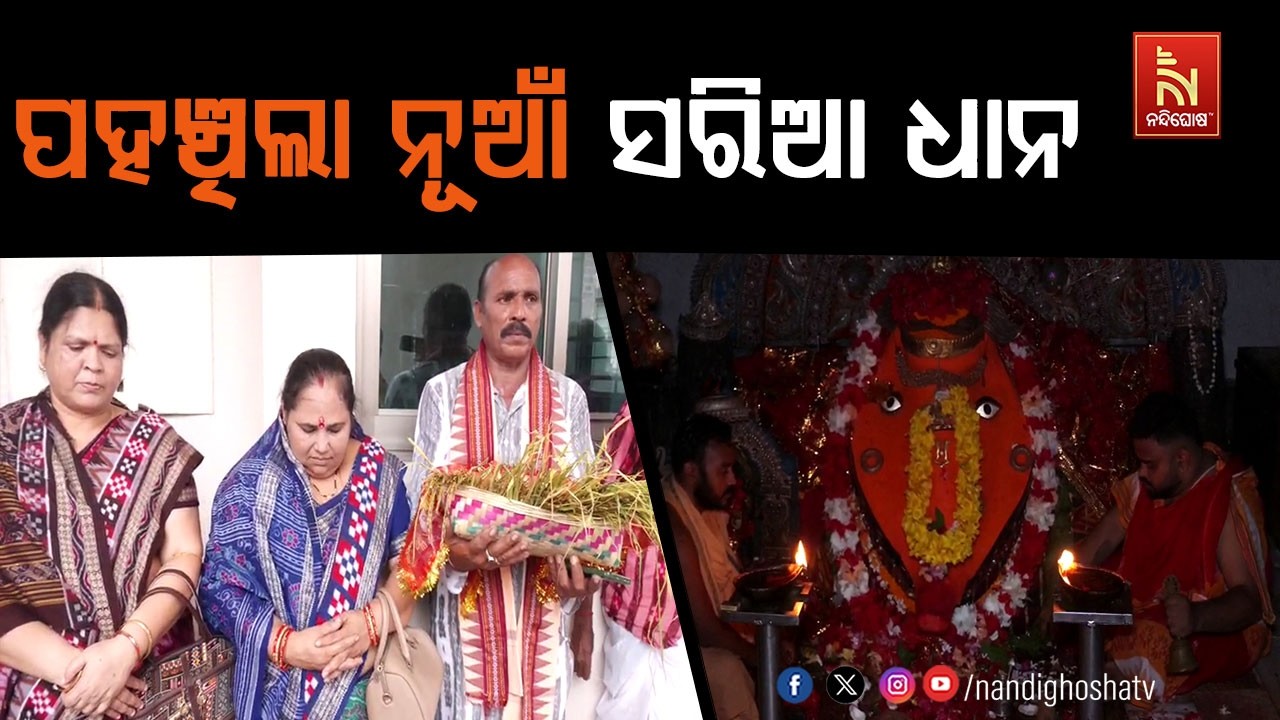 ସମ୍ବଲପୁର ସମଲେଶ୍ୱରୀ ମନ୍ଦିରରେ ପହଞ୍ଚିଲା ନୂଆଁ ସରିଆ ଧାନ