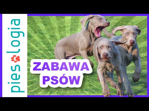 5 zasad prawidłowej zabawy psów.