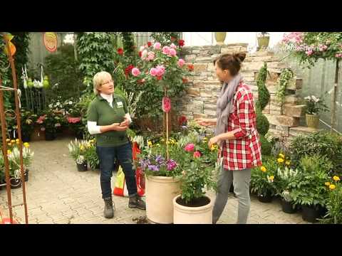 Rosen im Topf - Blatt und Blüte Tipp der Gartenwelt Dauchenbeck