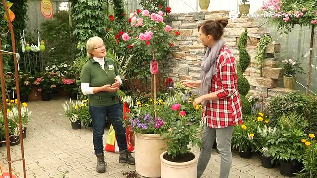 Jetzt Begleitpflanzen Für Rosen Im Kübel ansehen Begleitpflanzen Für Rosen Im Kübel