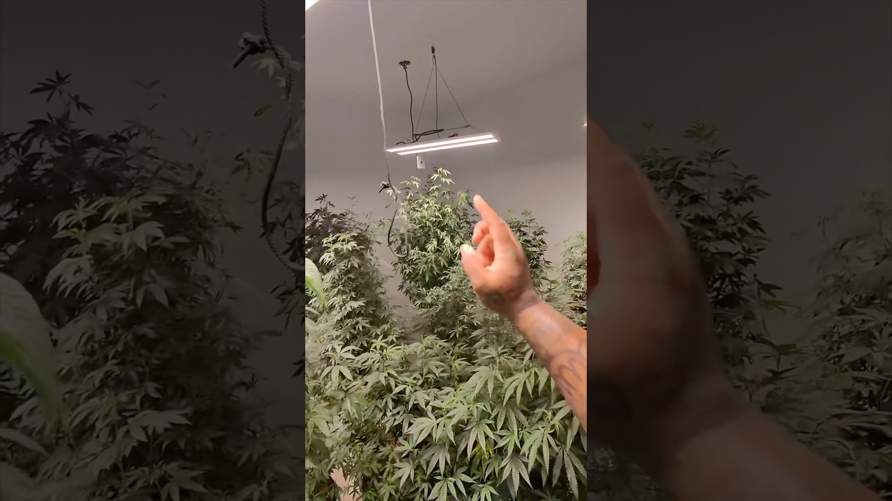 Topping Mother Plants Instead of Low-Stress Training #garden #gardeningtips #farming #indoorplants