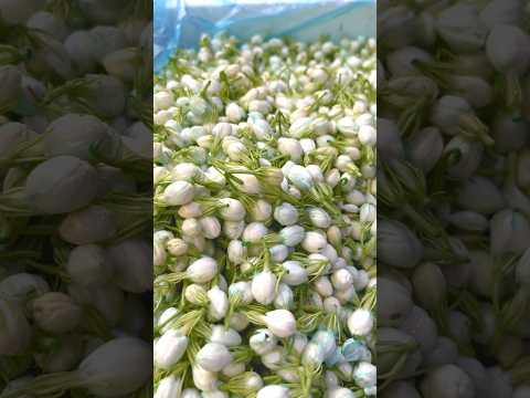 Thank you for 121k #trending  #trendingshorts#nuveena #music #newshorts #flowers #nature #viral