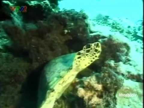 Rùa Biển Sipanda
