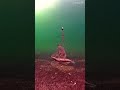 Video Thumbnail for Northern pike #pike #shorts #fishing #icefishing