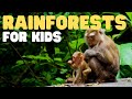 Rainforests For Kids Learn All About The Two Types Of Rainforests