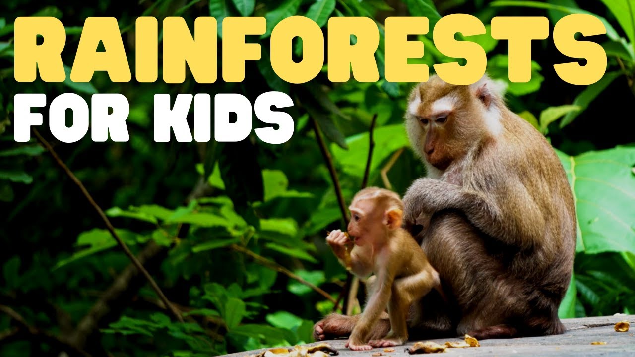 Rainforests for Kids | Learn all about the two types of rainforests