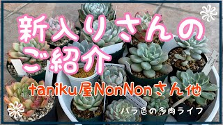 【多肉植物】【ガーデニング】新入りさんのご紹介　taniku屋NonNonさん他