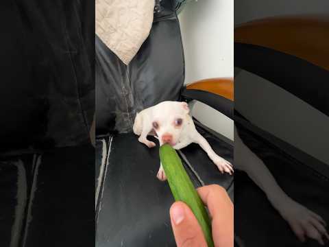 Doing Kuchi Kuchi with a cucumber🥒