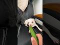 Doing Kuchi Kuchi With A Cucumber