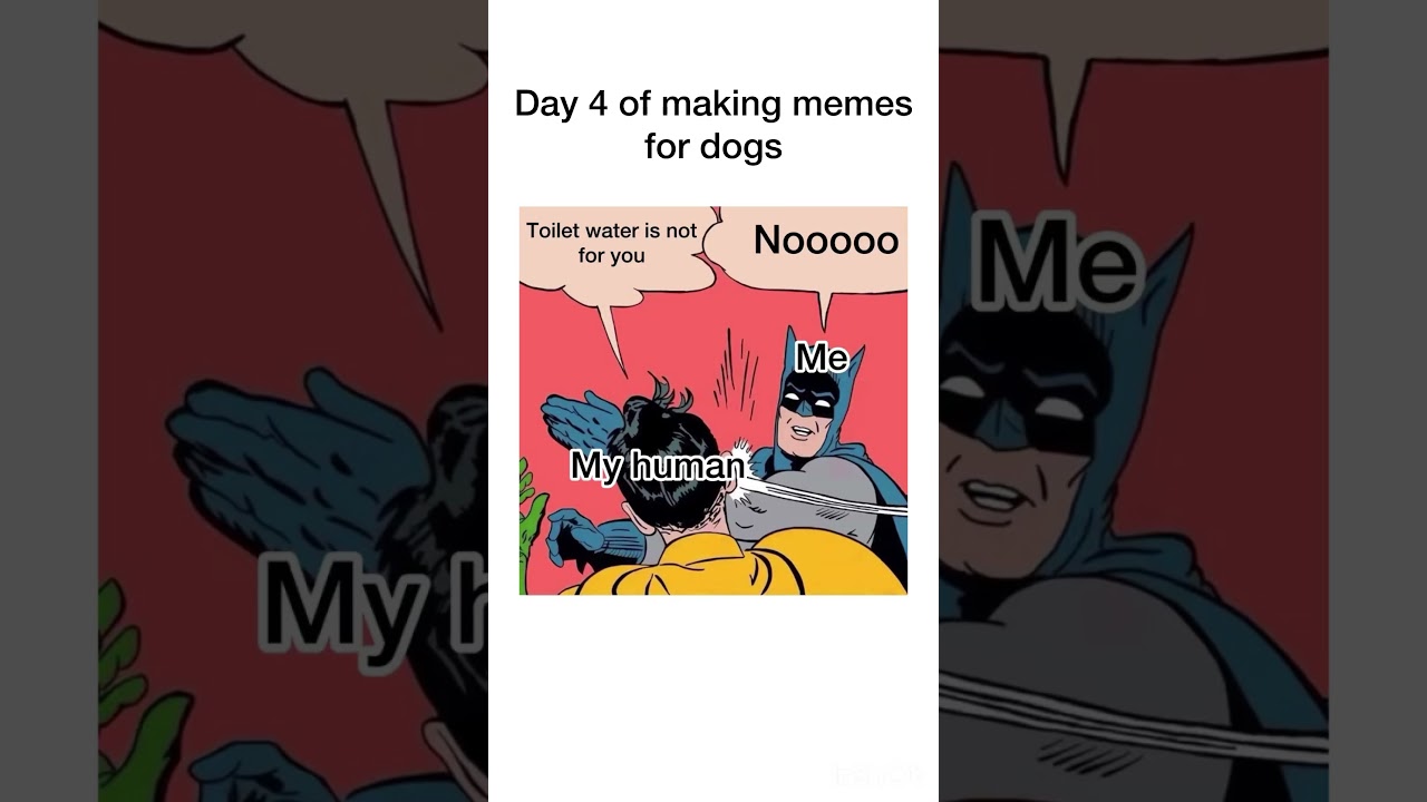 Memes from the dogs perspective. #funnyanimal #memes #funnydog #dogmeme #dog