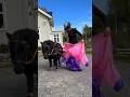 How I Put On My Unicorn Costume Horse Creator Shortsvideo