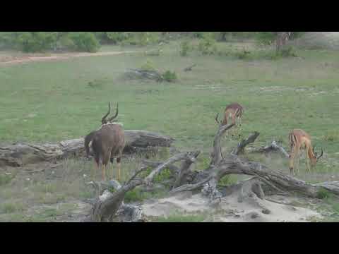 Djuma: Impala bachelor herd and Nyala Bulls - 17:00 - 12/19/18