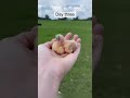 Baby Pigeons By MaryCarl Pigeons