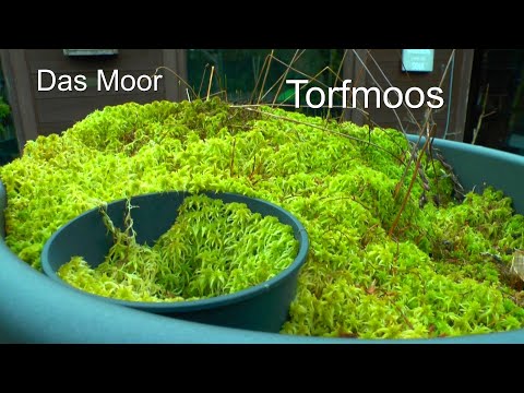 Das Moor. Sphagnum Moos als Grundlage eines Experimentes. Vermehrung Sphagnummoos Torfmoos