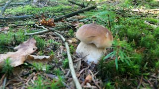 Miniaturka - PIEKNE BOROWIKI - GRZYBY 2021 #7