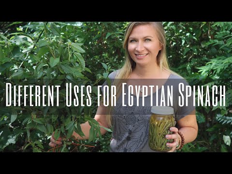 download lagu mp3 mp4 Molokhia Vs Spinach, download lagu Molokhia Vs Spinach gratis, unduh video klip Molokhia Vs Spinach