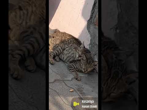 Cute Kitten siblings sleeping calmly 💗💕😻