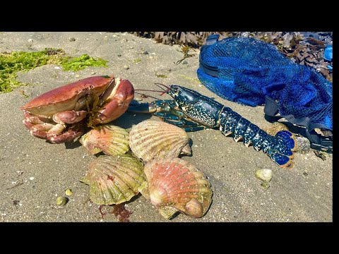 Amazing Coastal Foraging Day - Scallops , Big Crab , Lobster , Catch and Cook 