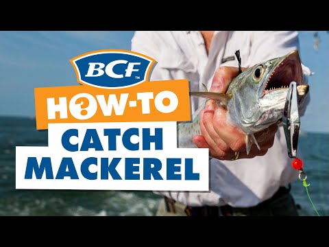 How to Catch Mackerel - BCF How To