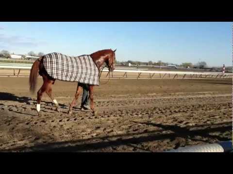 shackleford after the 2012 carter handicap at aqueduct racetrack wood memorial day