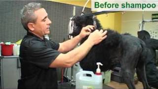[How to Wash Poodle Professionally using Dog Grooming Shampoo MD10]