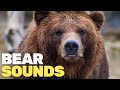 Bear Sounds